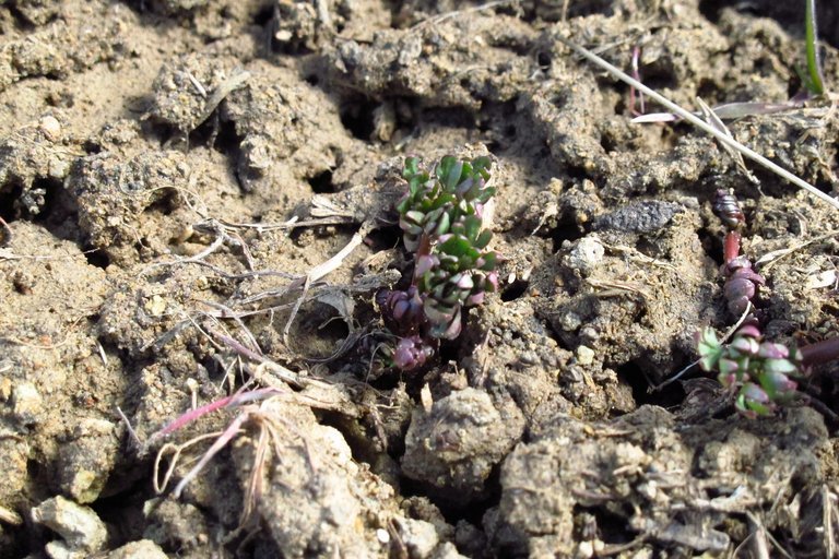 Image of <i>Ranunculus andersonii</i>