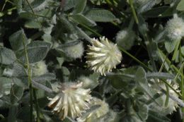 Trifolium eriocephalum Torr. & A. Gray resmi