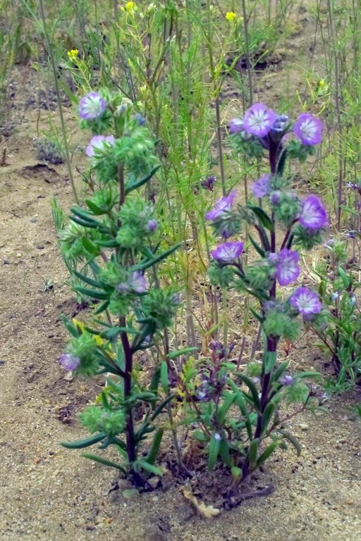 Image of threadleaf phacelia