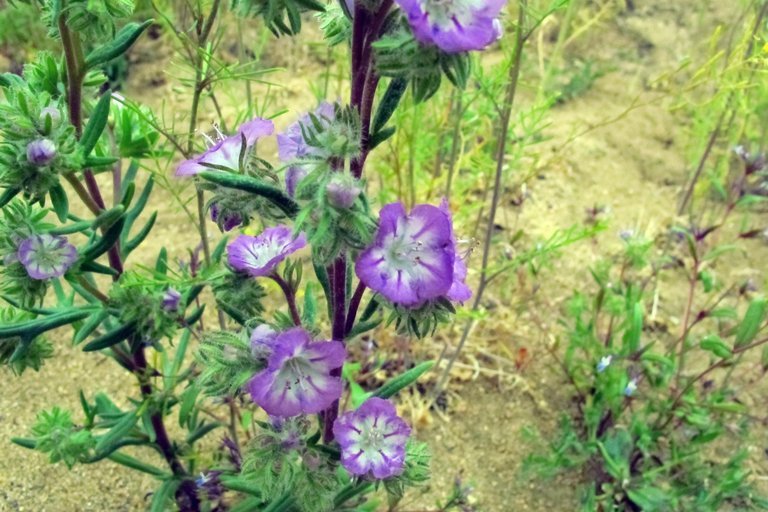 Image of threadleaf phacelia