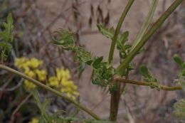 Image of branching phacelia