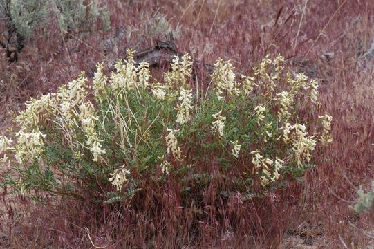 Imagem de Astragalus curvicarpus (A. Heller) J. F. Macbr.