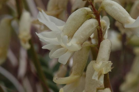 Image of curvepod milkvetch