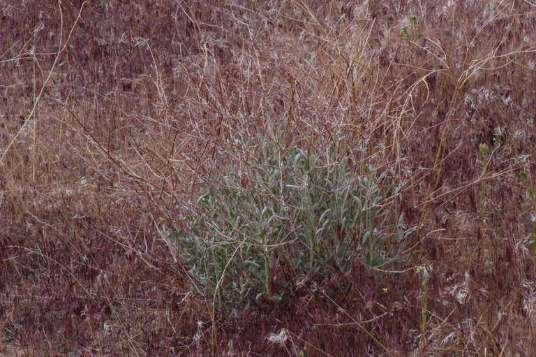 Image of money buckwheat