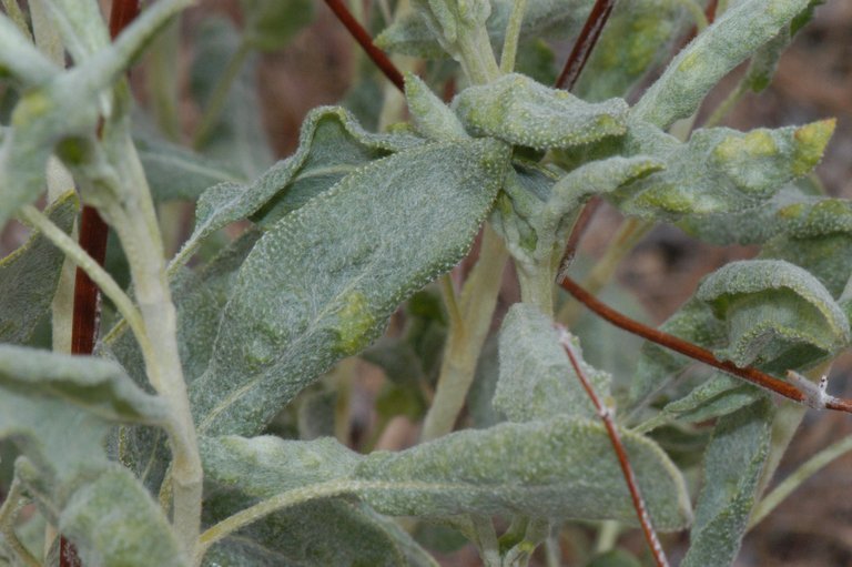 Image of money buckwheat