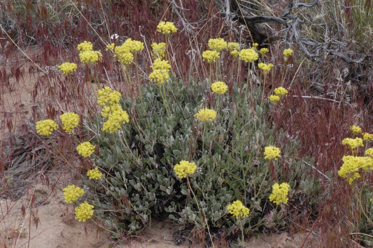 Image of sulphur-flower buckwheat