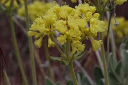 Image of sulphur-flower buckwheat