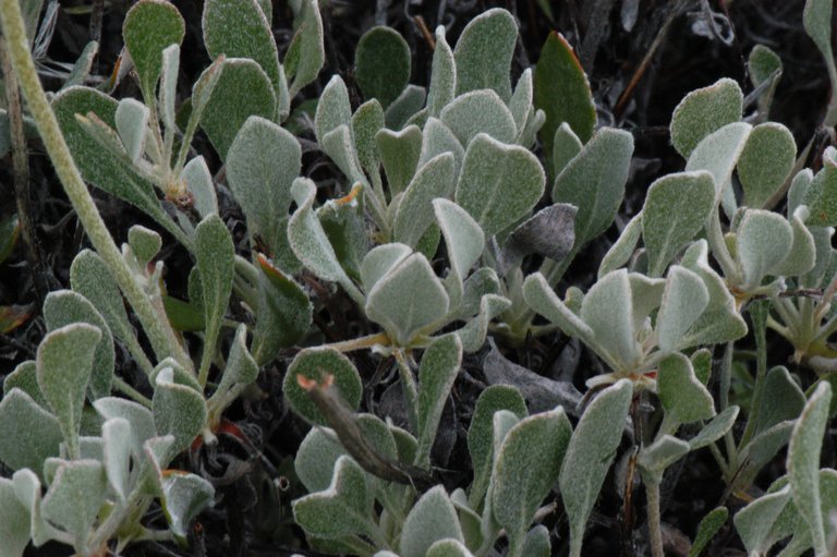 Image of sulphur-flower buckwheat