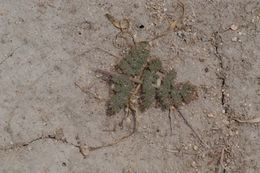 Imagem de Lomatium foeniculaceum subsp. macdougalii (Coult. & Rose) W. L. Theob.