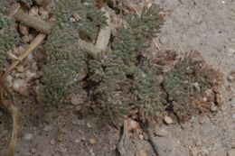 Imagem de Lomatium foeniculaceum subsp. macdougalii (Coult. & Rose) W. L. Theob.