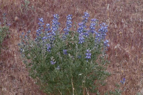 Image of Lupinus argenteus var. heteranthus (S. Watson) Barneby