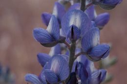 Sivun Lupinus argenteus var. heteranthus (S. Watson) Barneby kuva