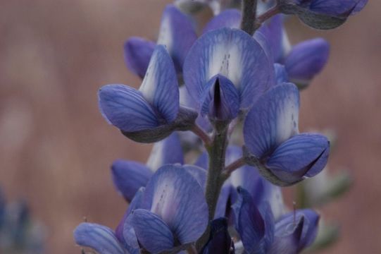 Слика од Lupinus argenteus var. heteranthus (S. Watson) Barneby