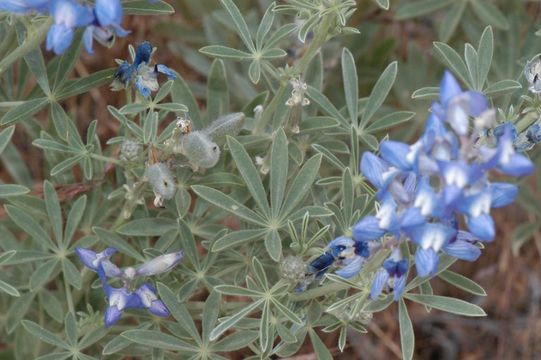 Image of Lupinus argenteus var. heteranthus (S. Watson) Barneby