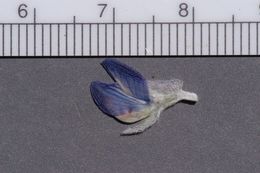 Image of Lupinus argenteus var. heteranthus (S. Watson) Barneby