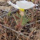 Oenothera cespitosa Nutt. resmi