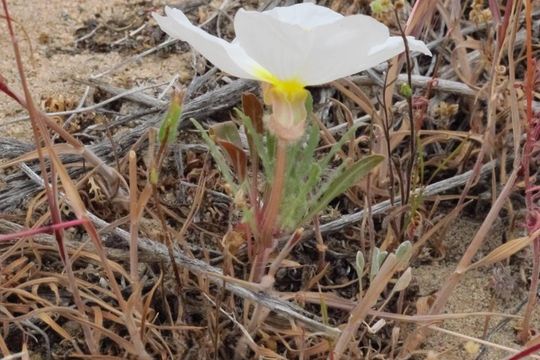 Image de Oenothera cespitosa Nutt.