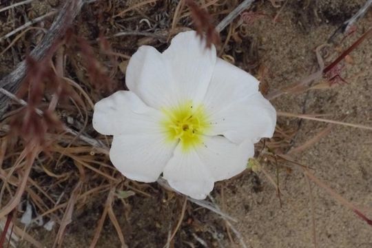 Oenothera cespitosa Nutt. resmi