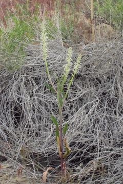 Image of manyflower thelypody