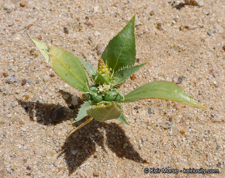 Image of annual toothleaf