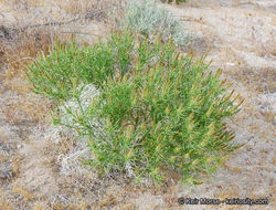 Plancia ëd Stillingia paucidentata S. Watson