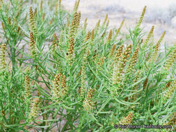 Plancia ëd Stillingia paucidentata S. Watson