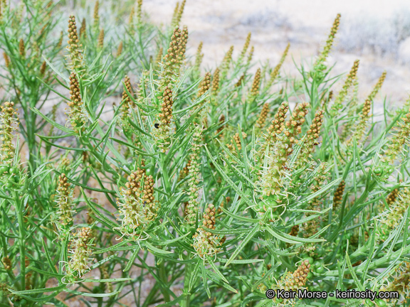 Image of Mojave toothleaf