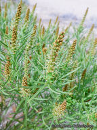 Image of Mojave toothleaf