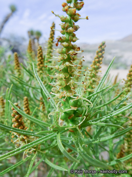 Plancia ëd Stillingia paucidentata S. Watson