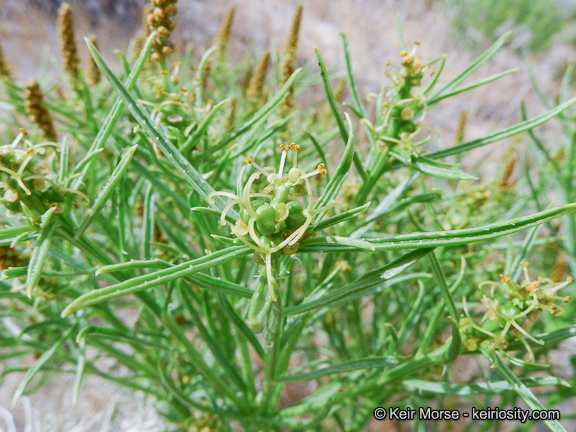 Plancia ëd Stillingia paucidentata S. Watson