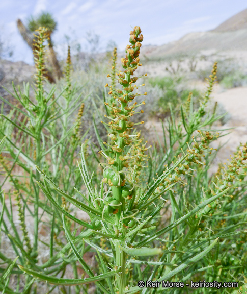 Image of Mojave toothleaf