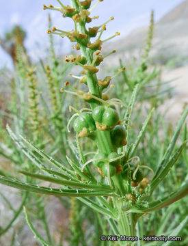 Plancia ëd Stillingia paucidentata S. Watson