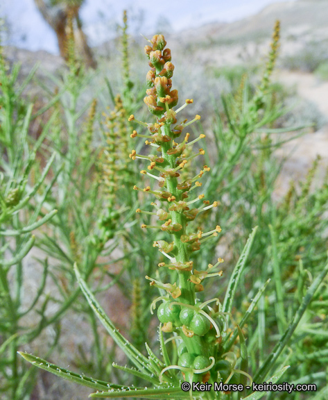 Plancia ëd Stillingia paucidentata S. Watson