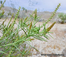 Plancia ëd Stillingia paucidentata S. Watson