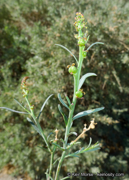 Stillingia linearifolia S. Watson resmi