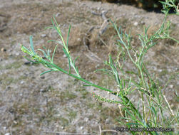 Stillingia linearifolia S. Watson resmi