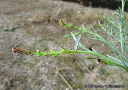 Stillingia linearifolia S. Watson resmi