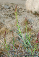 Stillingia linearifolia S. Watson resmi