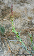 Stillingia linearifolia S. Watson resmi