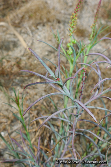 Stillingia linearifolia S. Watson resmi