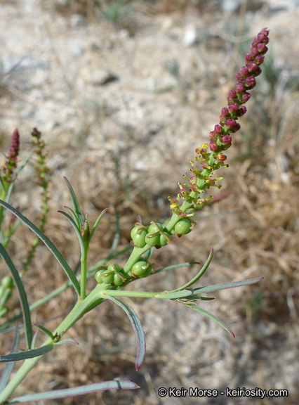 Stillingia linearifolia S. Watson resmi