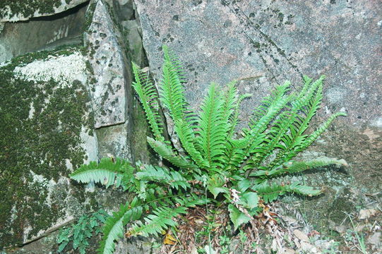 Image of narrowleaf swordfern