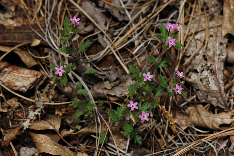 Image of variableleaf collomia