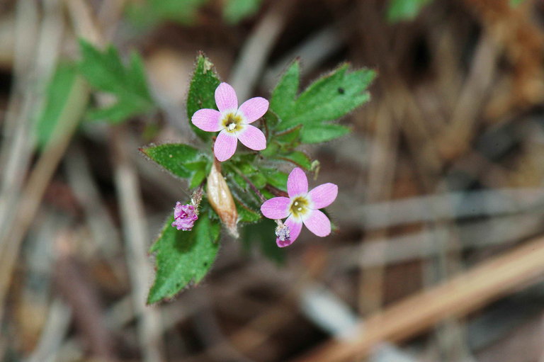 Image of variableleaf collomia