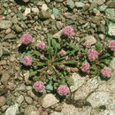 Cistanthe monosperma (E. Greene) M. A. Hershkovitz resmi