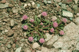 صورة Cistanthe monosperma (E. Greene) M. A. Hershkovitz