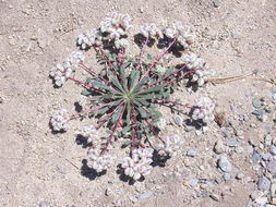 صورة Cistanthe monosperma (E. Greene) M. A. Hershkovitz