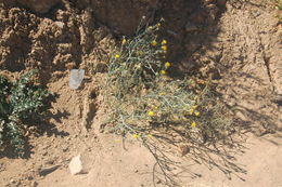 Image of yellow star-thistle