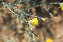 Image of yellow star-thistle