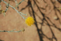 Image of yellow star-thistle